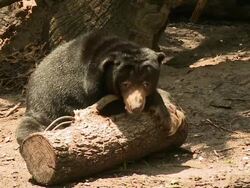 Baby Bear At The Zoo Stock Footage