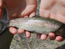 Lake trout fishing catch Stock Footage