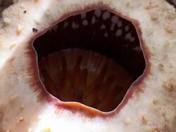 CLEAN:New hope for world's biggest and weirdest flower News Clip