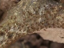 Termites walking on the timber Stock Footage