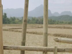 CU PAN SLO MO Bamboo fence pickets with plants intertwined  / Vang Vieng, Vientiane, Laos  Stock Footage