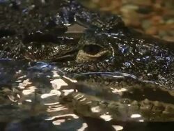 Crocodile Stock Footage