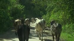 herd of cows at farm Stock Footage
