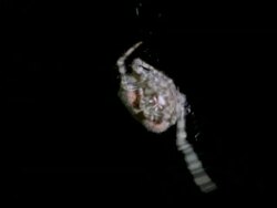 Bolas or Magnificent Spider (Dicrosticus) CU spider hanging from thread, Australia Stock Footage