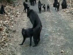 Black Macaques mating, Sulawesi, Indonesia Stock Footage