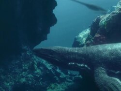 Medium zoom-out - An underwater sea creature lurks behind rocks near prey. / Los Angeles, California, USA Stock Footage