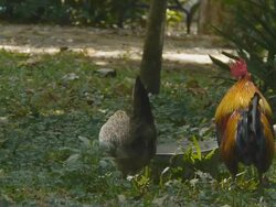 Cockcrow Stock Footage