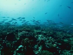 Schools of fish over a reef in the Pacific Ocean Stock Footage