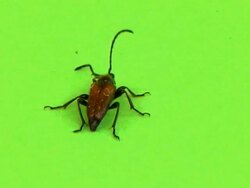 Beetle Stock Footage