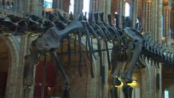 Natural History Museum Dippy The Dinosaur skeleton News Clip