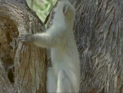 Vervet monkey, Cercopithecus aethiops, clambering on side of tree, Botswana, Africa Stock Footage