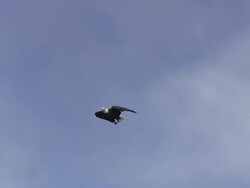 MS TS Bald Eagle gliding overhead / Boise, Idaho, United States Stock Footage