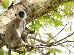 Gray Langur monkey Stock Footage