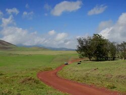 WS View of cattle grazing while truck moving on Mana road with Mauna Kea in background  / Waimea, (Kamuela), Mana road, Hawaii, The Big Island, USA Stock Footage
