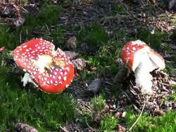 NTSC: Fly Agaric Mushrooms Stock Footage