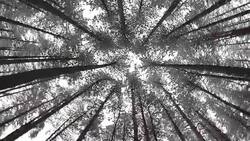 Looking Up Through Trees-Snow Stock Footage