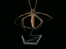 Net-casting Spider (Dinopis) - MS/CU making silk net, Australia Stock Footage