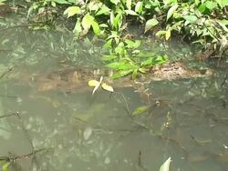 Caiman in the vegetation Stock Footage