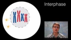 Phases of Meiosis Instructional Video