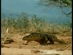 MS side view of Monitor Lizard, pan left, walking in front of bushy plants, Kenya Stock Footage