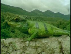 CU Common Garden Lizard, Calotes versicolor, crawling on branch, mountain landscape in background, Western Ghats, India Stock Footage