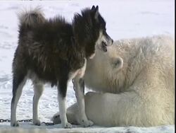 Polar bear (Ursus maritimus) keeping husky dog (Canis lupus familiaris) company, near Churchill, Manitoba, Canada Stock Footage