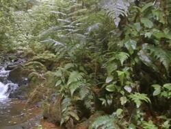 Humid gully in tropical rainforest on the border of Sumaco National Park, Ecuador Stock Footage