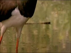 Black Stork (Ciconia nigra) legs, track up to head, Parque Natural Sierras de Cardena y Montoro, Andalusia, Southern Spain Stock Footage