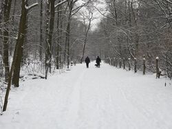 Winter Forest with people Stock Footage