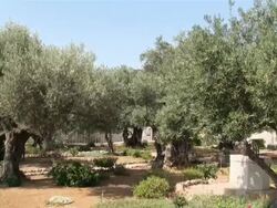 MS PAN TD Garden of Gethsemane with Olive Trees / Jerusalem, Mechoz Jeruschalajim, Israel Stock Footage