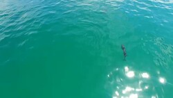 Dolphins at play Stock Footage