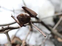 MS Little brown bat struggles against effects of white-nose syndrome / Tresckow, Pennsylvania, USA Stock Footage