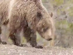 MS TS Shot of grizzly sow hunts for food during snow storm / Tetons, Wyoming, United States Stock Footage