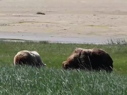 MS PAN Dominant male brown bear walks past female in estrus, grazing few feet away / Alaska, United States Stock Footage