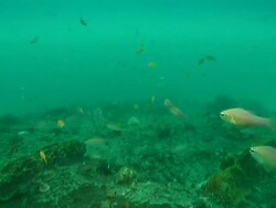 MS Shot of Various fish swimming and drifting with strong surge above rocky outcrop covering with various coral and sponge / Matola, Maputo, Mozambique Stock Footage