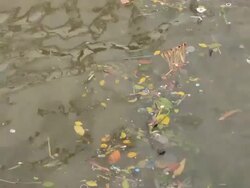Water pollution Stock Footage