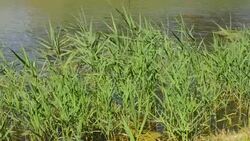 Beautiful swamp in summer Stock Footage