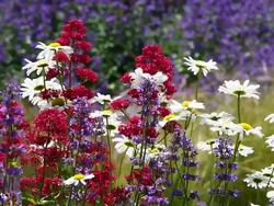 Marguerite on summer meadow Stock Footage