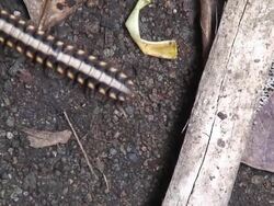 Poisonous millipede Stock Footage