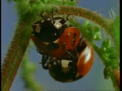 CU mating Ladybird beetles, United Kingdom Stock Footage