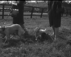 FRIENDS OF MAN News Clip