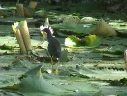 Bird walking in the swamp 1  60i Stock Footage