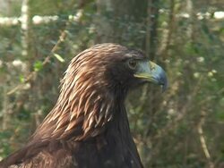Golden Eagle portrait Stock Footage
