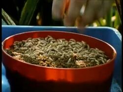 CU Hand picking up handful of maggots from container, UK Stock Footage
