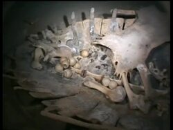 MS Green Turtle skeleton with eggs in tomb, Sipadan, Borneo, Malaysia Stock Footage