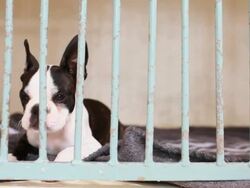 Boston Terrier behind bars Stock Footage