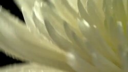 Flower little lamb CU in beautiful light with water drops Stock Footage