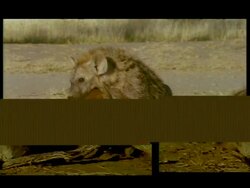 CU Juvenile Spotted Hyena (Crocuta crocuta) resting against sleeping adult, Botswana Stock Footage