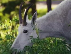 Close up of a Rocky Mountain Goat grazing in green grass. Stock Footage