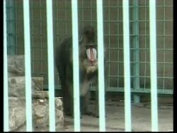 VOICE Peru zoo implements animal adoption programme News Clip